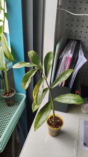 (Category: ) located in . Submitted by desmoteoh (Listing ID 1466806127, Image 1). Description: .