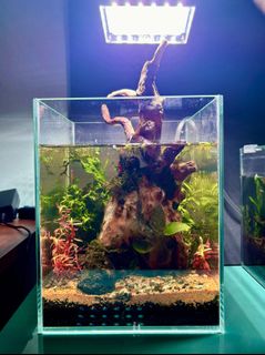 (Category: ) located in . Submitted by built_to_nature (Listing ID 1419075486, Image 1). Description: .