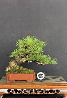 (Category: ) located in . Submitted by plants_plants (Listing ID 1419080968, Image 1). Description: .