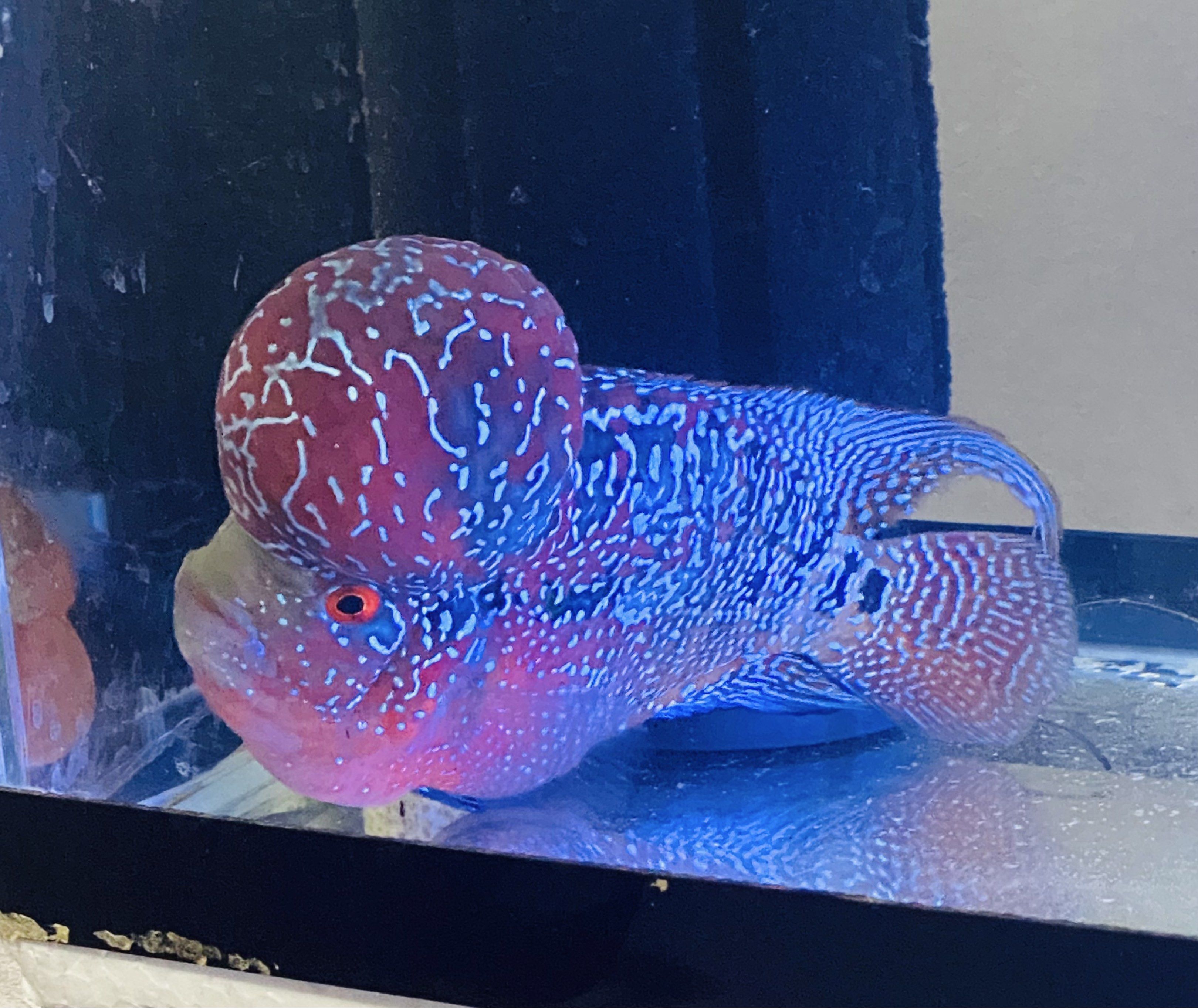 Flowerhorn Fish - Red and Blue (Category: Homes & Other Pet Accessories) located in Manila. Submitted by simple_ideas (Listing ID 1419020040, Image 1). Description: - Beautiful Flowerhorn fish - Vibrant red and blue coloration - Features a prominent kok (head hump) - Unique patterns - Healthy and active - Striking addition to any aquarium - Champion line.