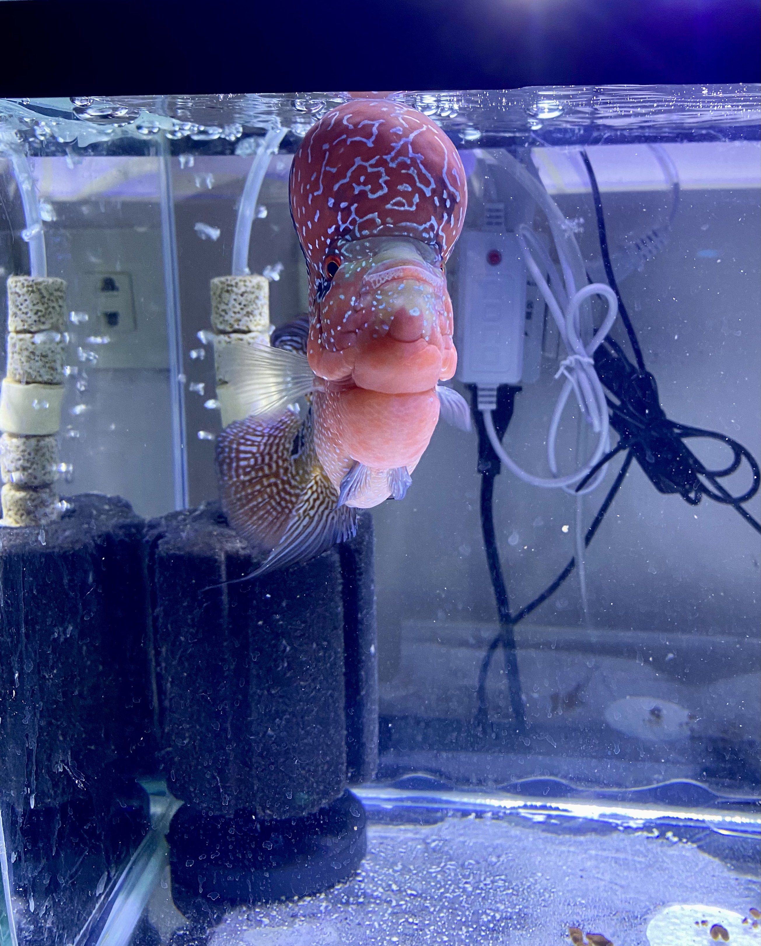 Flowerhorn Fish - Red and Blue (Category: Homes & Other Pet Accessories) located in Manila. Submitted by simple_ideas (Listing ID 1419020040, Image 2). Description: - Beautiful Flowerhorn fish - Vibrant red and blue coloration - Features a prominent kok (head hump) - Unique patterns - Healthy and active - Striking addition to any aquarium - Champion line.