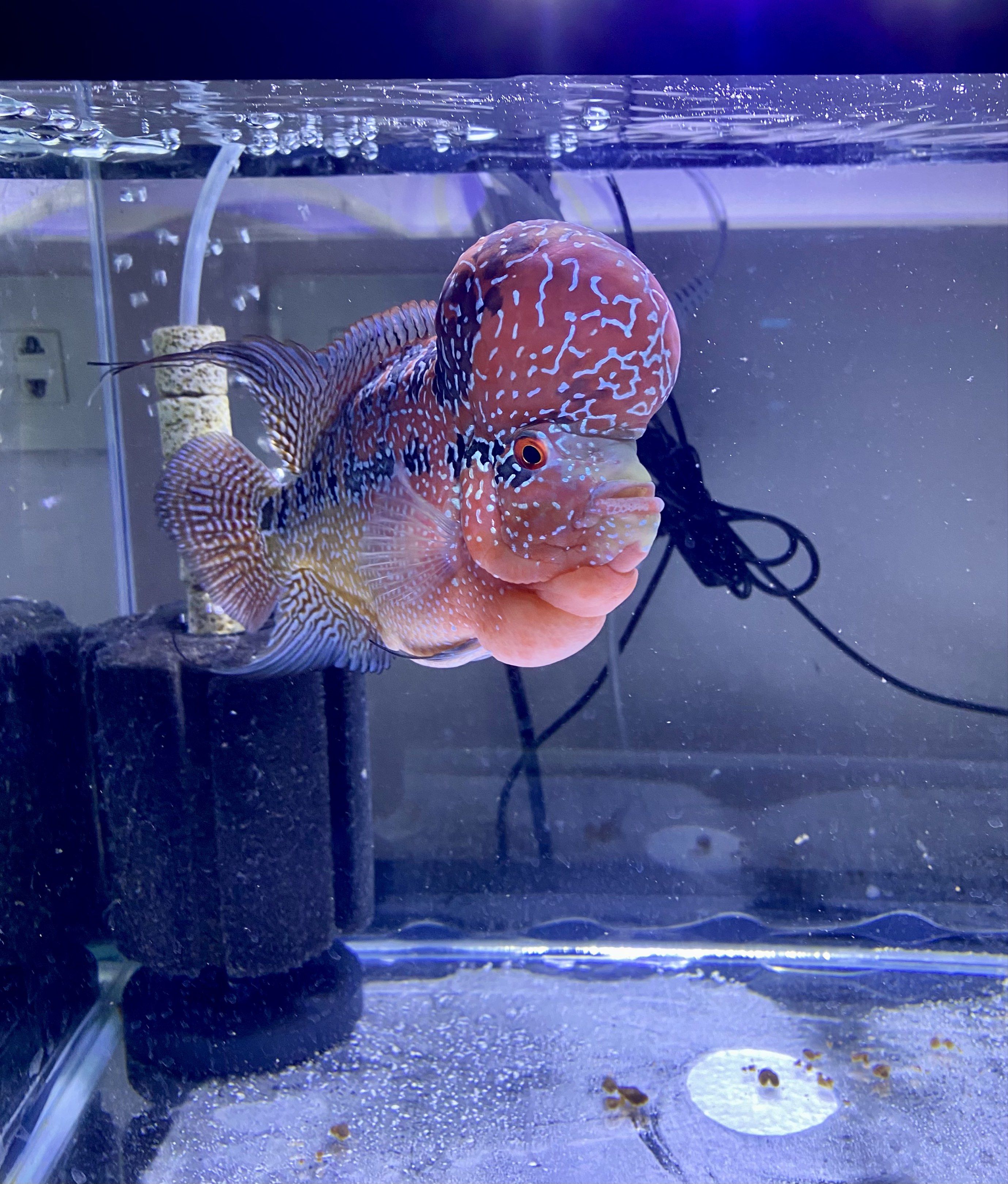 Flowerhorn Fish - Red and Blue (Category: Homes & Other Pet Accessories) located in Manila. Submitted by simple_ideas (Listing ID 1419020040, Image 3). Description: - Beautiful Flowerhorn fish - Vibrant red and blue coloration - Features a prominent kok (head hump) - Unique patterns - Healthy and active - Striking addition to any aquarium - Champion line.