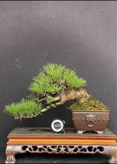 (Category: ) located in . Submitted by plants_plants (Listing ID 1419087886, Image 1). Description: .