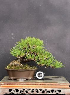 (Category: ) located in . Submitted by plants_plants (Listing ID 1419088470, Image 1). Description: .