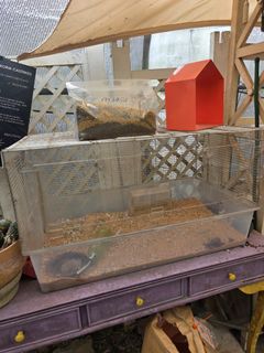 (Category: ) located in . Submitted by littlebotany (Listing ID 1419055501, Image 1). Description: .