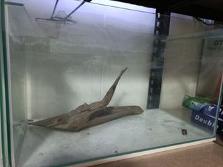 Empty Glass Aquarium Tank, Pet Supplies, Homes & Other Pet Accessories ...