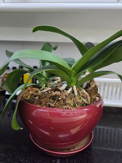 （分類：）位於 。 由 4847g 提交（商品編號 1420811999，圖片 1）。簡介： 。