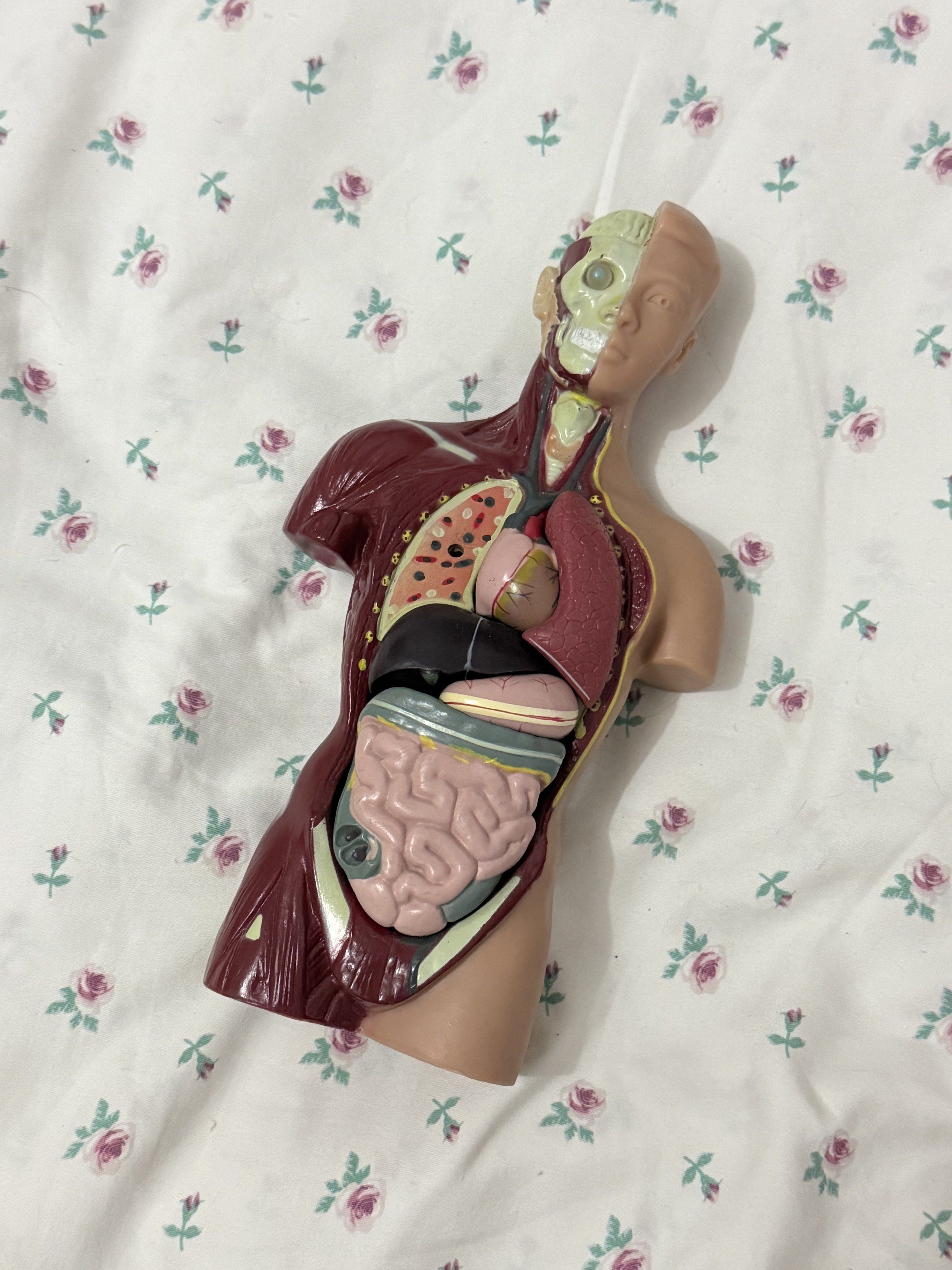 Human Torso Anatomy Model (Category: Medical Supplies & Tools) located in Paranaque City. Submitted by bailey_cade (Listing ID 1420848903, Image 1). Description: - Human torso anatomy model - Includes removable organs: heart, lungs, liver, stomach, intestines - Designed to show internal body structure - Ideal educational tool for students and anatomy enthusiasts Flaw: missing left lung and stand, but it can stand on its own There are some scratch