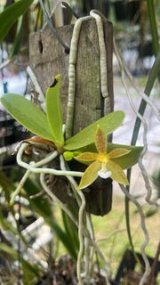 (Category: ) located in . Submitted by gardenparadisesgp (Listing ID 1420884075, Image 1). Description: .