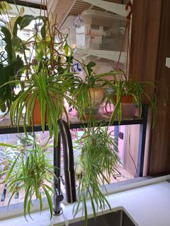 (Category: ) located in . Submitted by orchid62 (Listing ID 1420799137, Image 1). Description: .