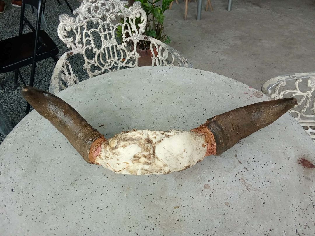 Antique Water Buffalo Horn Skull Cap Php3,600. (Category: Caps & Hats) located in Taytay. Submitted by fastdragon-e045 (Listing ID 1420986677, Image 3). Description: Antique Water Buffalo Horn Skull Cap Php3,600.