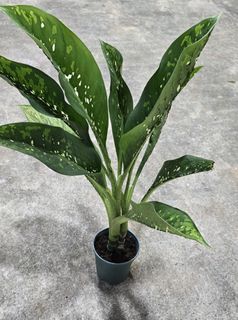 (Category: ) located in . Submitted by urban.cultivar (Listing ID 1421059278, Image 1). Description: .
