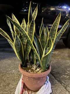 (Category: ) located in . Submitted by naturalpurifier (Listing ID 1421085072, Image 1). Description: .