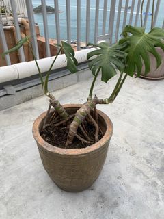 （分類：）位於 。 由 beemister 提交（商品編號 1421077531，圖片 1）。簡介： 。