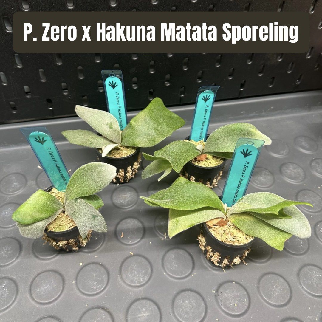 Platyceriums/Staghorn Ferns from LDS (willinckii, Zero, Hakuna Matata ...
