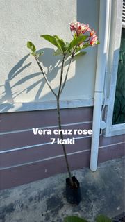 (Category: ) located in . Submitted by ra_dziah.647 (Listing ID 1420975695, Image 1). Description: .