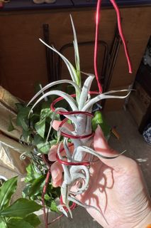 (Category: ) located in . Submitted by fongstreasure (Listing ID 1420943698, Image 1). Description: .