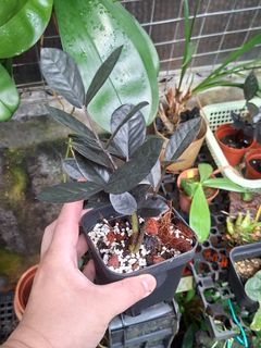 (Category: ) located in . Submitted by greenhavensg (Listing ID 1421082246, Image 1). Description: .