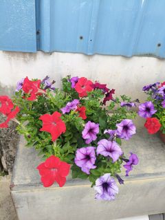 (Category: ) located in . Submitted by jtflorist (Listing ID 1421361654, Image 1). Description: .