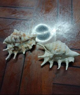 (Category: ) located in . Submitted by sing (Listing ID 1421396788, Image 1). Description: .
