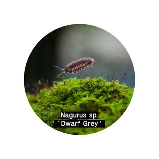 (Category: ) located in . Submitted by isopodatory (Listing ID 1421435946, Image 1). Description: .