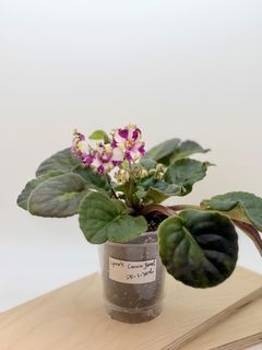 （分類：）位於 。 由 cc_agave 提交（商品編號 1421593445，圖片 1）。簡介： 。