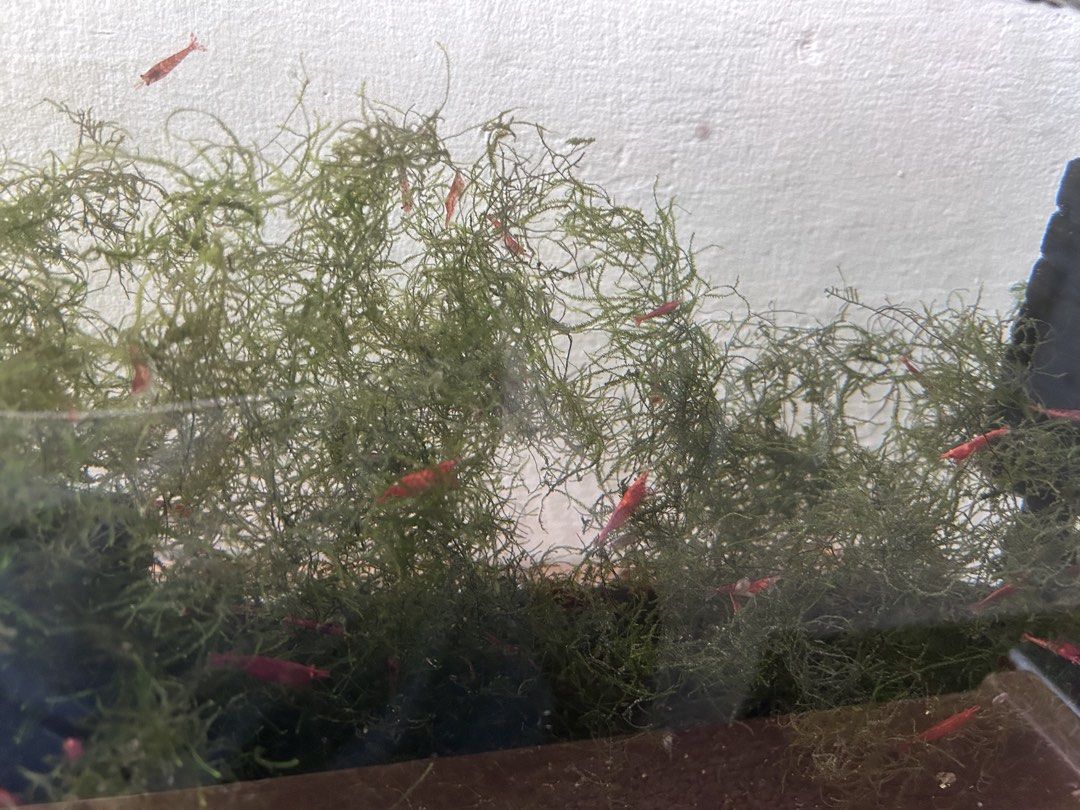 Java Moss (fully submerged) (Category: Homes & Other Pet Accessories) located in Singapore. Submitted by cbertzz (Listing ID 1421535326, Image 3). Description: - Selling healthy Java moss grown fully submerged - Moss is lush and green. - One bag java moss for $10 (photo 5,6,7) which contains alot of moss shown in the blue basin tub (photo 4) - meet bishan mrt exit A or S570111 for drivers ( refer to last 2 photos) #java moss #aquarium plant.
