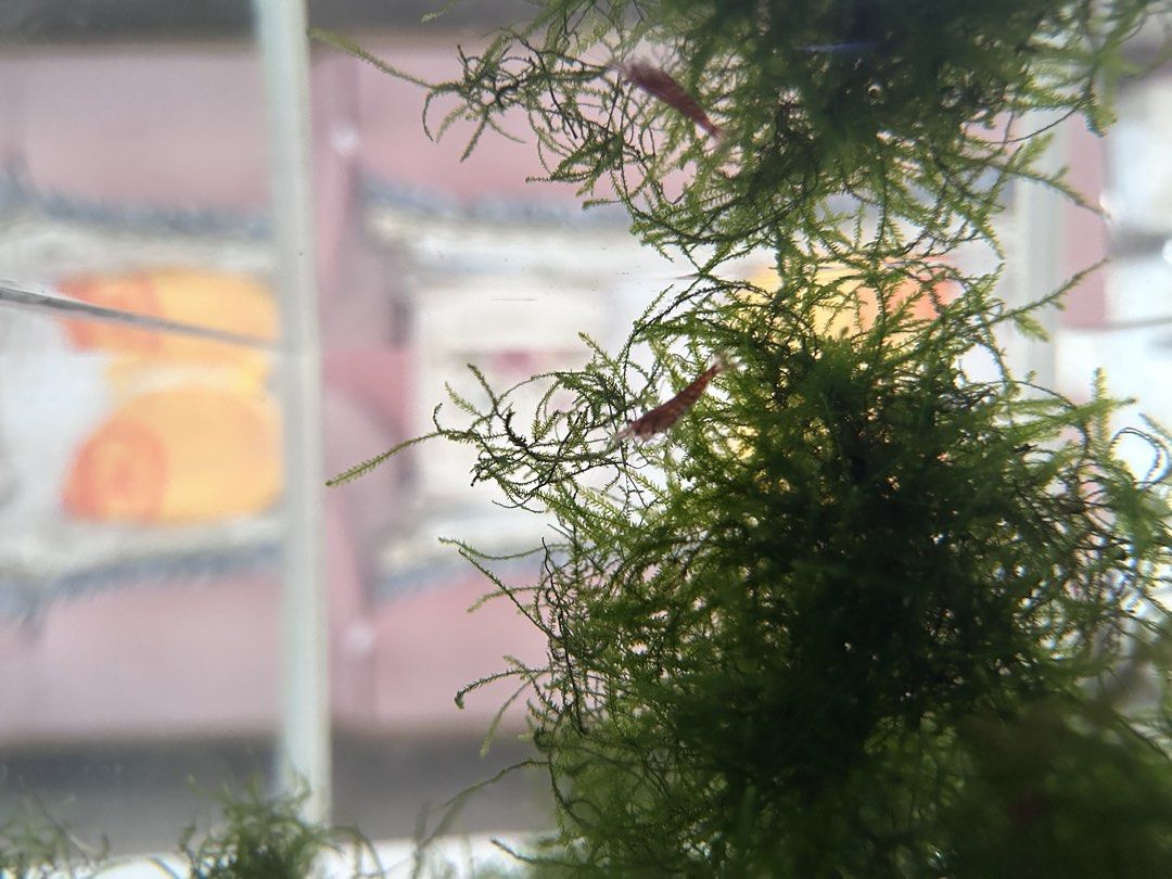 Java Moss (fully submerged) (Category: Homes & Other Pet Accessories) located in Singapore. Submitted by cbertzz (Listing ID 1421535326, Image 1). Description: - Selling healthy Java moss grown fully submerged - Moss is lush and green. - One bag java moss for $10 (photo 5,6,7) which contains alot of moss shown in the blue basin tub (photo 4) - meet bishan mrt exit A or S570111 for drivers ( refer to last 2 photos) #java moss #aquarium plant.