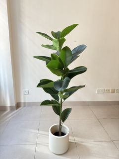 （分類：）位於 。 由 dogdogfish 提交（商品編號 1421670720，圖片 1）。簡介： 。