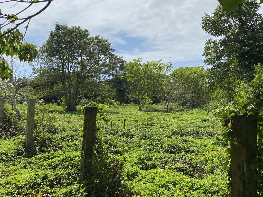 Farm lot (Category: Lot) located in Taguig. Submitted by tolitsf062314 (Listing ID 1421735156, Image 2). Description: Suitable to be develop as farm, resort or rest house . Direct buyers only.