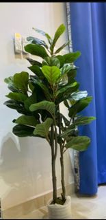 (Category: ) located in . Submitted by greenursery (Listing ID 1421848652, Image 1). Description: .