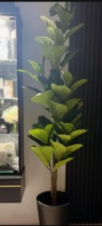 (Category: ) located in . Submitted by greenursery (Listing ID 1421853504, Image 1). Description: .
