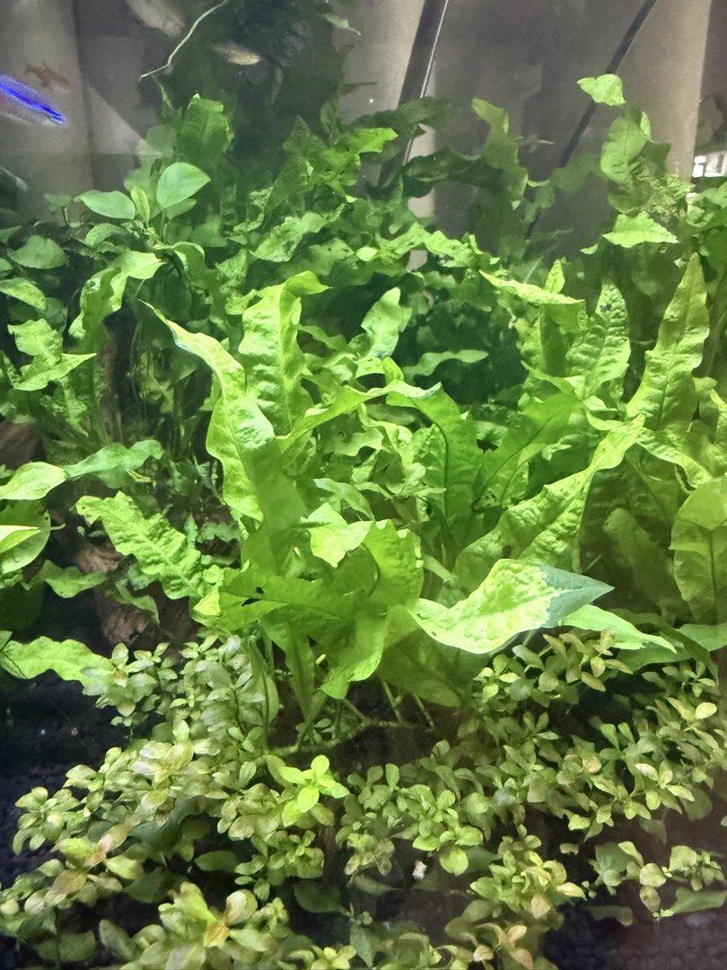 Java ferns (Category: Plants & Seeds) located in Singapore. Submitted by nick_shader (Listing ID 1421803188, Image 2). Description: - Healthy Java ferns - Easy to care for - Adds a natural look to your aquarium - Meetup at Paya Lebar MRT Interchange (EW8/CC9) $1/ stalk Buy 5 free 1 - 6 stalks For $5 While stock last! .
