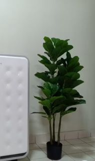 (Category: ) located in . Submitted by greenursery (Listing ID 1421848881, Image 1). Description: .