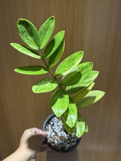 (Category: ) located in . Submitted by gardenparadisesgp (Listing ID 1421880170, Image 1). Description: .