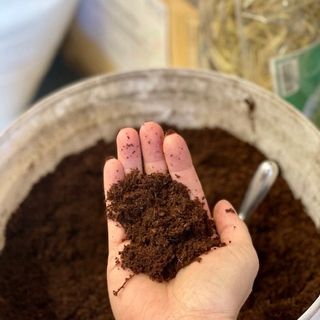 (Category: ) located in . Submitted by seletar_plants (Listing ID 1422220533, Image 1). Description: .