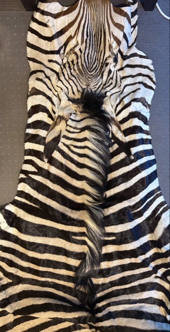 Genuine Zebra Hide Rug (Category: Carpets, Mats & Flooring) located in Manila. Submitted by adanielbm (Listing ID 1422097555, Image 1). Description: Crafted with meticulous attention to detail, this Namibia Hartmann's Mountain Zebra Rug brings the wild essence of the savannah into your home. The rug features a striking zebra print, its natural leather material boasting a unique texture that invites a touch of the exotic into any room. Measuring 2