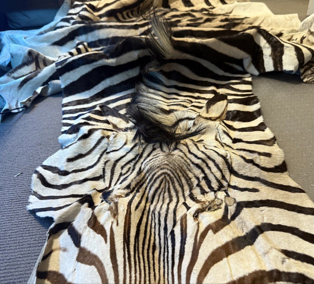 Genuine Zebra Hide Rug (Category: Carpets, Mats & Flooring) located in Manila. Submitted by adanielbm (Listing ID 1422097555, Image 3). Description: Crafted with meticulous attention to detail, this Namibia Hartmann's Mountain Zebra Rug brings the wild essence of the savannah into your home. The rug features a striking zebra print, its natural leather material boasting a unique texture that invites a touch of the exotic into any room. Measuring 2
