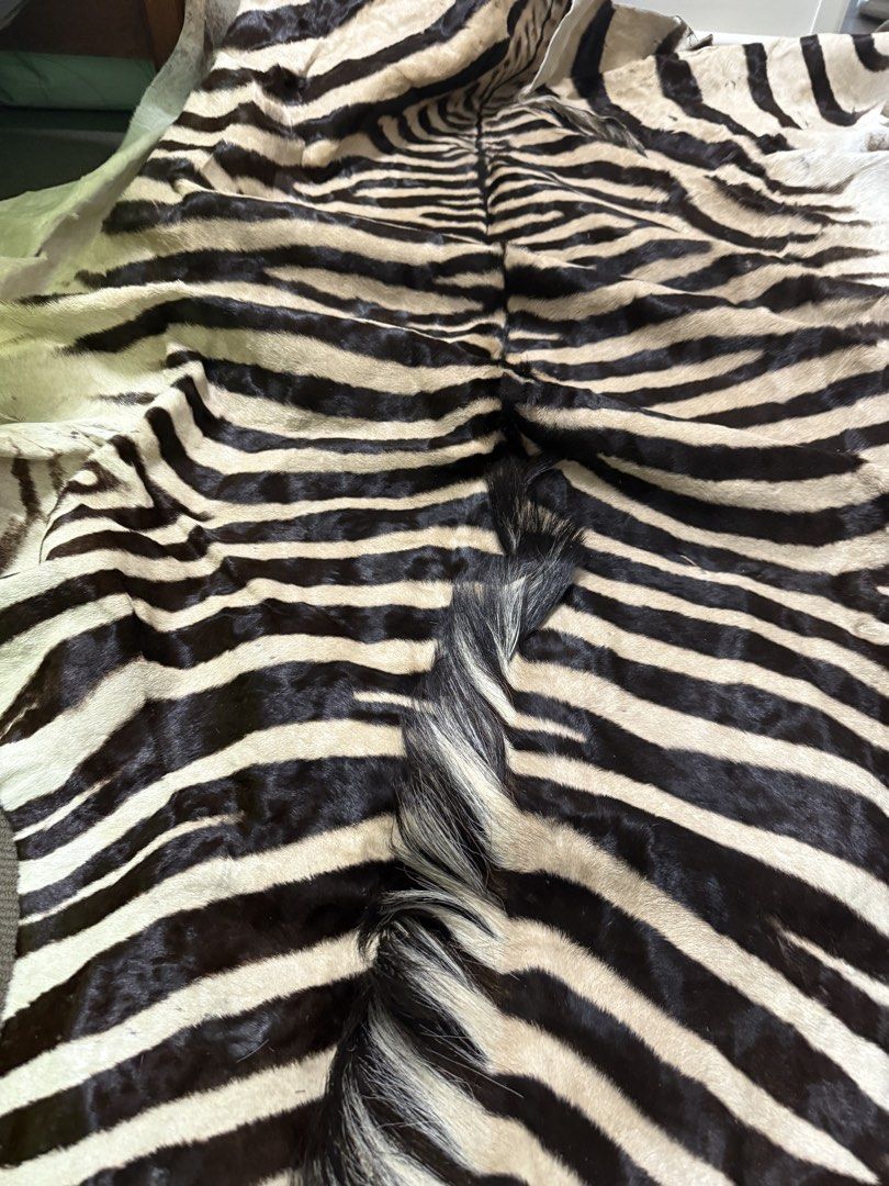 Genuine Zebra Hide Rug (Category: Carpets, Mats & Flooring) located in Manila. Submitted by adanielbm (Listing ID 1422097555, Image 2). Description: Crafted with meticulous attention to detail, this Namibia Hartmann's Mountain Zebra Rug brings the wild essence of the savannah into your home. The rug features a striking zebra print, its natural leather material boasting a unique texture that invites a touch of the exotic into any room. Measuring 2