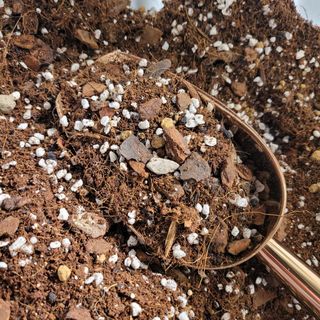(Category: ) located in . Submitted by seletar_plants (Listing ID 1422221334, Image 1). Description: .