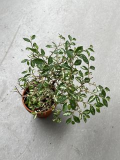 (Category: ) located in . Submitted by sghaworthiahabitat (Listing ID 1422104873, Image 1). Description: .