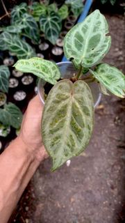 (Category: ) located in . Submitted by rumahanthu (Listing ID 1422350221, Image 1). Description: .