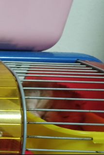 (Category: ) located in . Submitted by snowwhite411 (Listing ID 1422239430, Image 1). Description: .