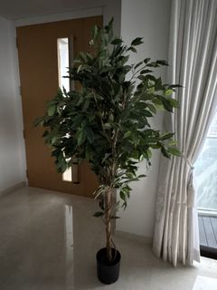 (Category: ) located in . Submitted by windycity_2020 (Listing ID 1422296755, Image 1). Description: .