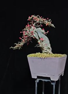 （分類：）位於 。 由 forever_shine 提交（商品編號 1419324176，圖片 1）。簡介： 。