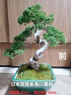 （分類：）位於 。 由 ceciliawong123 提交（商品編號 1419317842，圖片 1）。簡介： 。