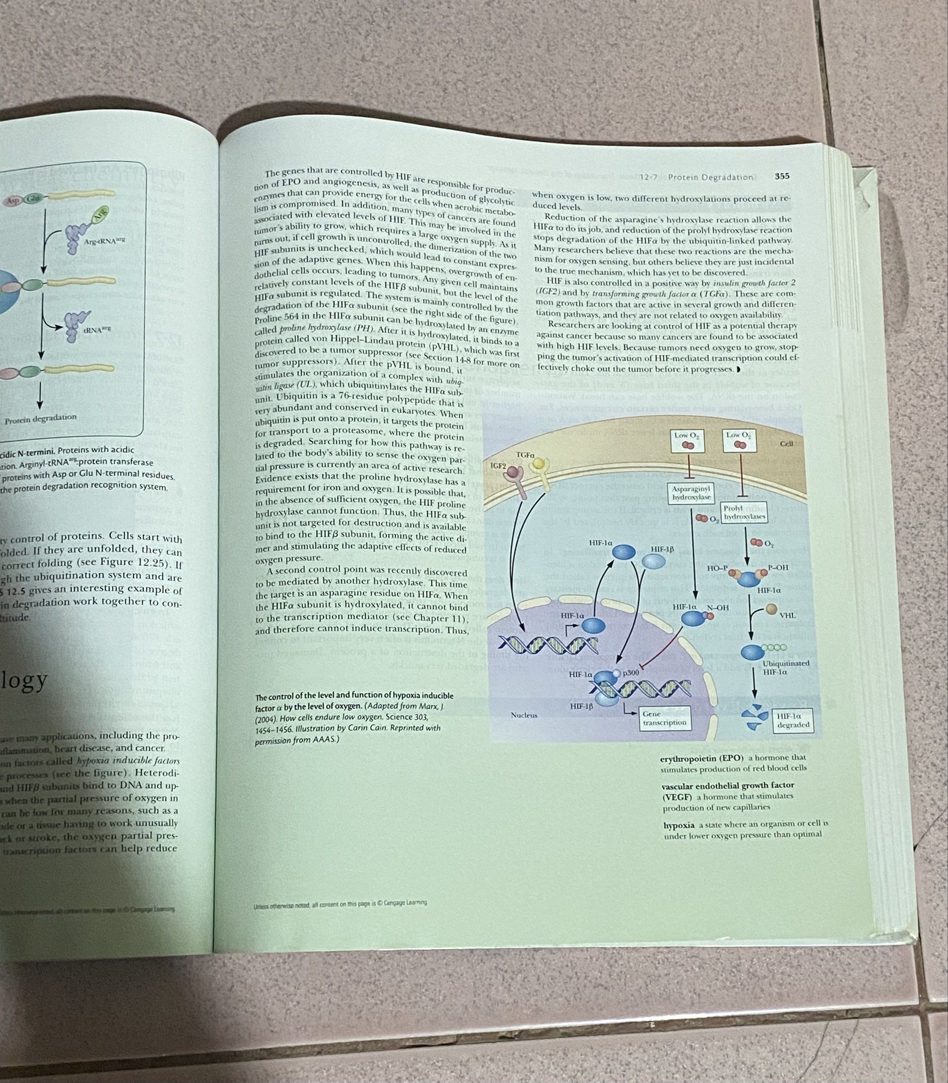 Biochemistry 8th Edition Textbook (Category: Textbooks) located in Pasig City. Submitted by kayciigii (Listing ID 1419304899, Image 2). Description: no highlights has pencil marks or notes mop: gcash.