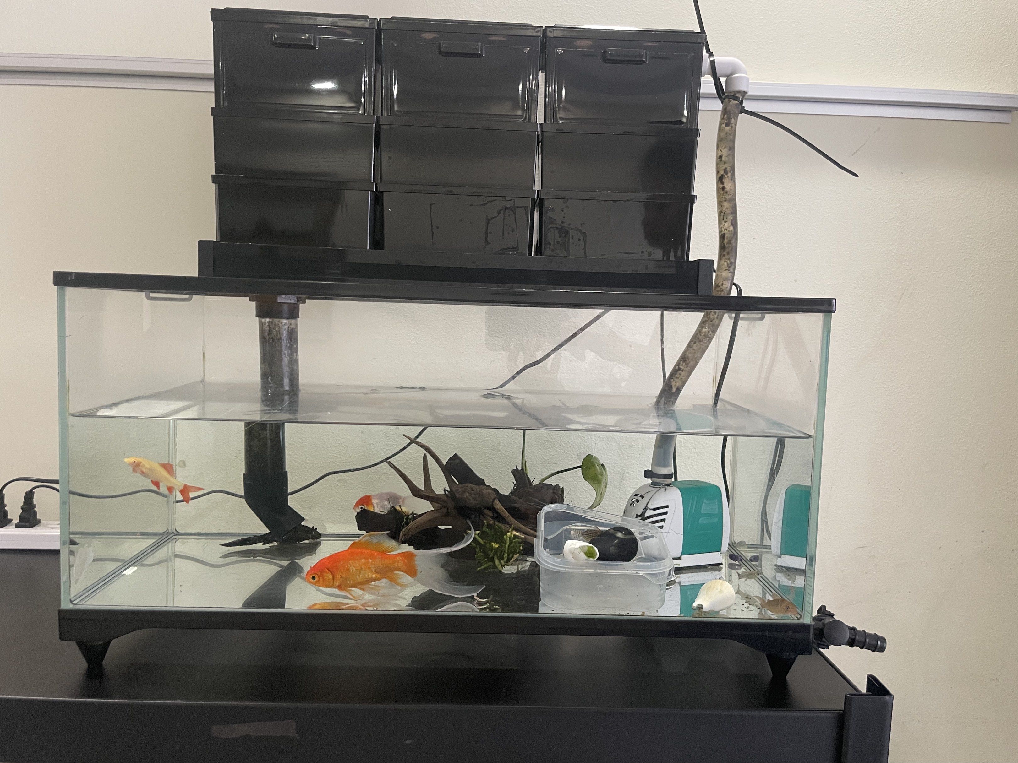 Complete Aquarium Setup with Fish and Filtration, Pet Supplies, Homes ...