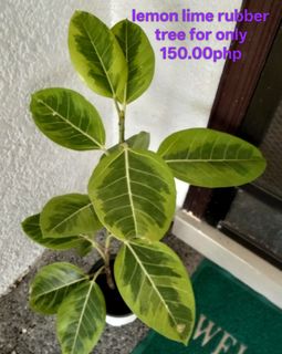 (Category: ) located in . Submitted by Happy_Finds (Listing ID 1419217027, Image 1). Description: .