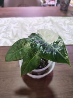 (Category: ) located in . Submitted by paparazz (Listing ID 1419328733, Image 1). Description: .